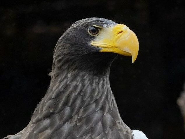 Close up of a Steller's Sea Eagle bill