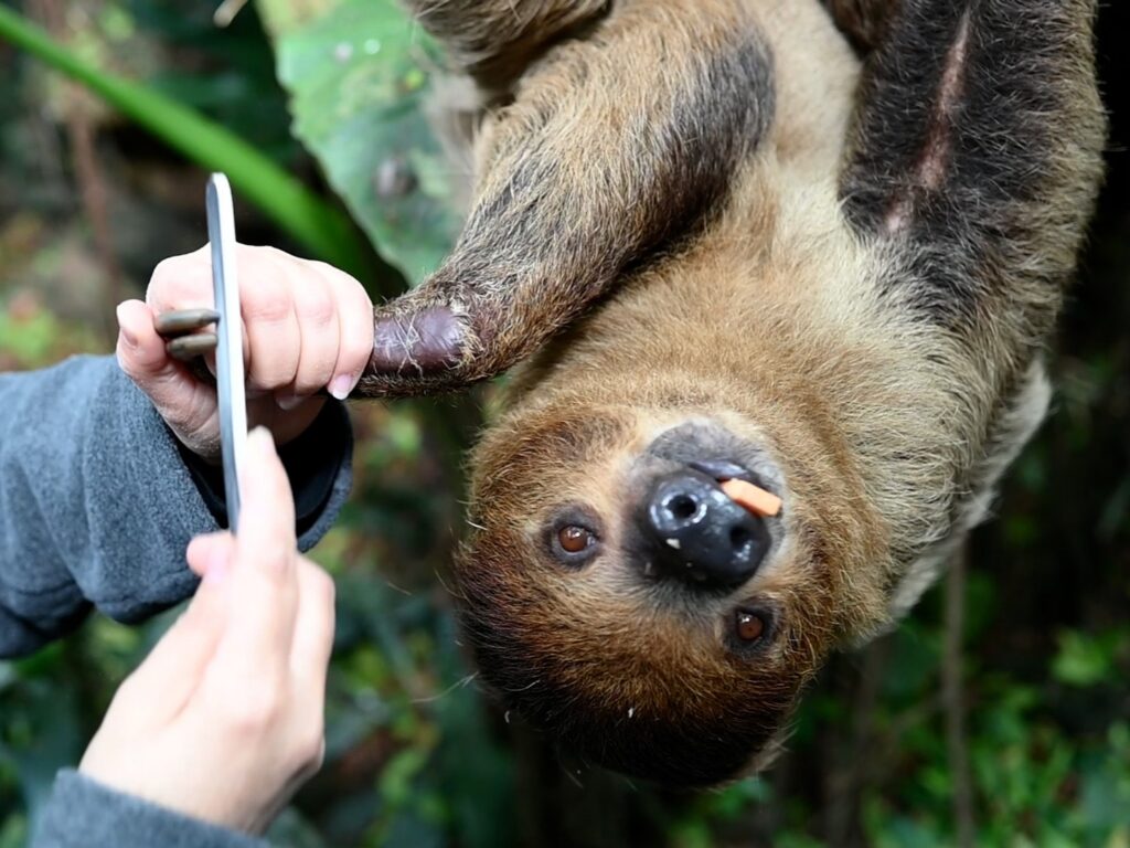 Wookiee chewing on a sweet potato while his trainer gently files his nails