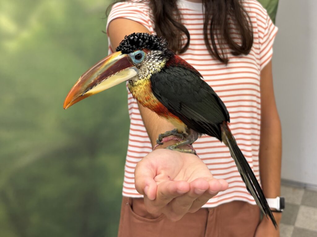 Curl-crested Aracari on the outstretched hand of an Encounter participant