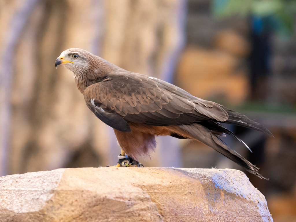 Black Kite perched on a naturalistic faux rock.