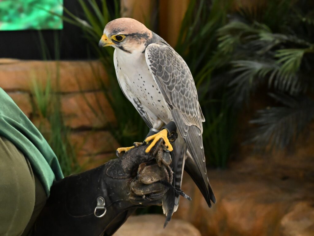 Lanner Falcon perched on an Encounter participant's gloved hand