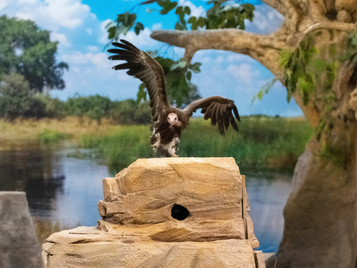 Hooded Vulture landing on a faux rock structure