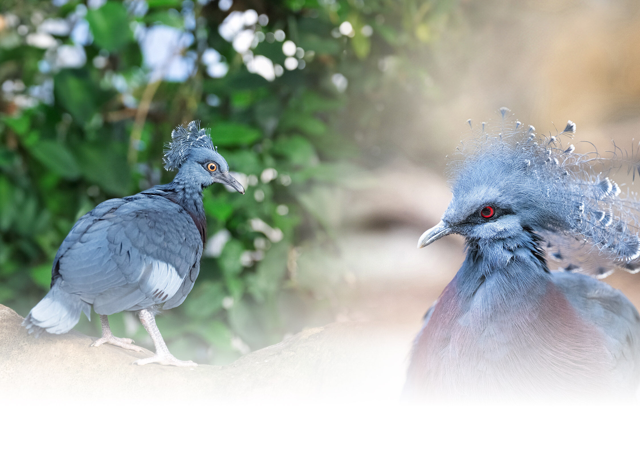For the Golden Years Graphic featuring a Victoria Crowned Pigeon Chick and Adult named Mary
