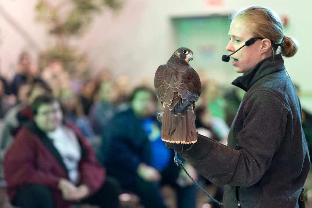 National Aviary expert, Anna, holding a Peregrine Falcon as a group of learners raises their hand to ask questions