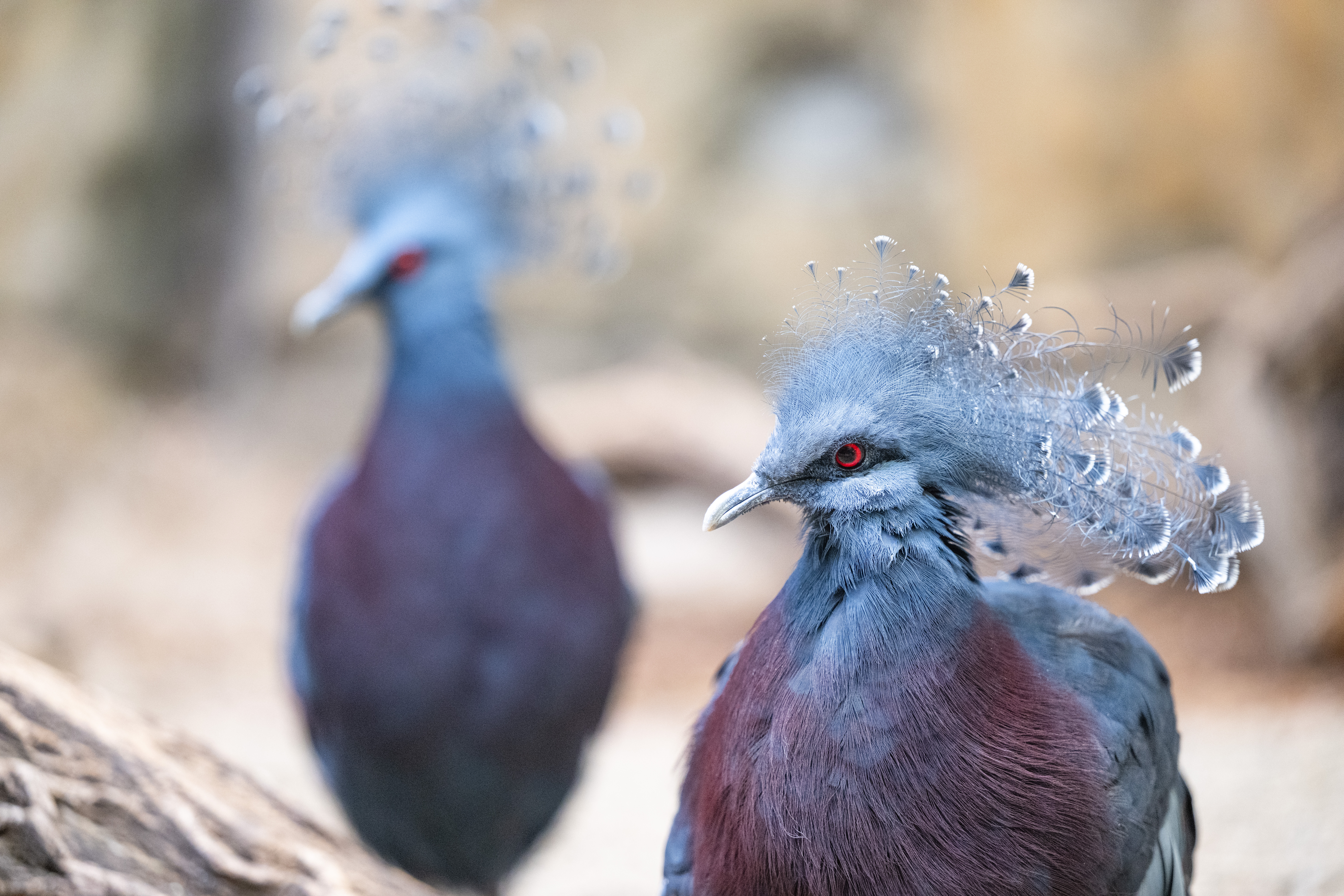 Mary resting on a low log