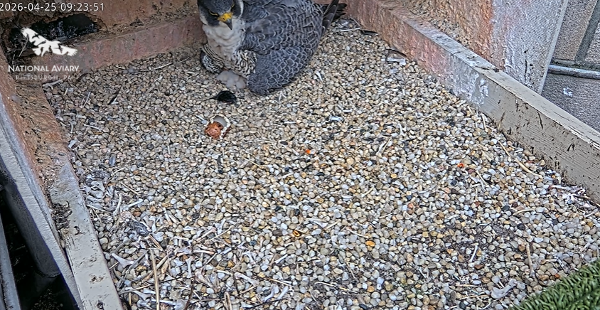 Carla incubating three eggs and her newly hatched chick