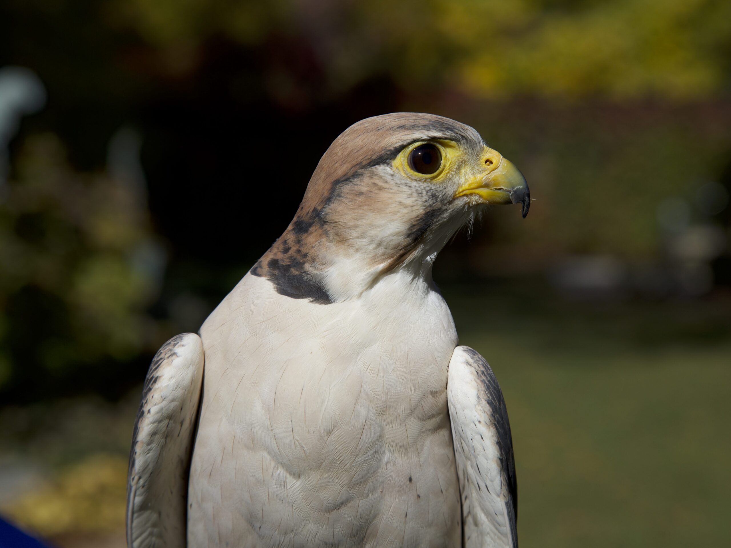 Lanner Falcon side profile