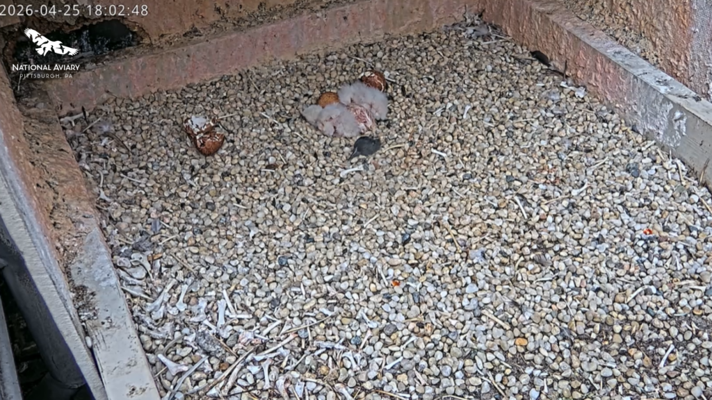 Three chicks seen on the live stream for the first team. Leftovers from earlier meals are surrounding them. 