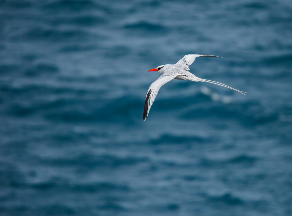 Red-tailed Tropicbird in flight over the ocean