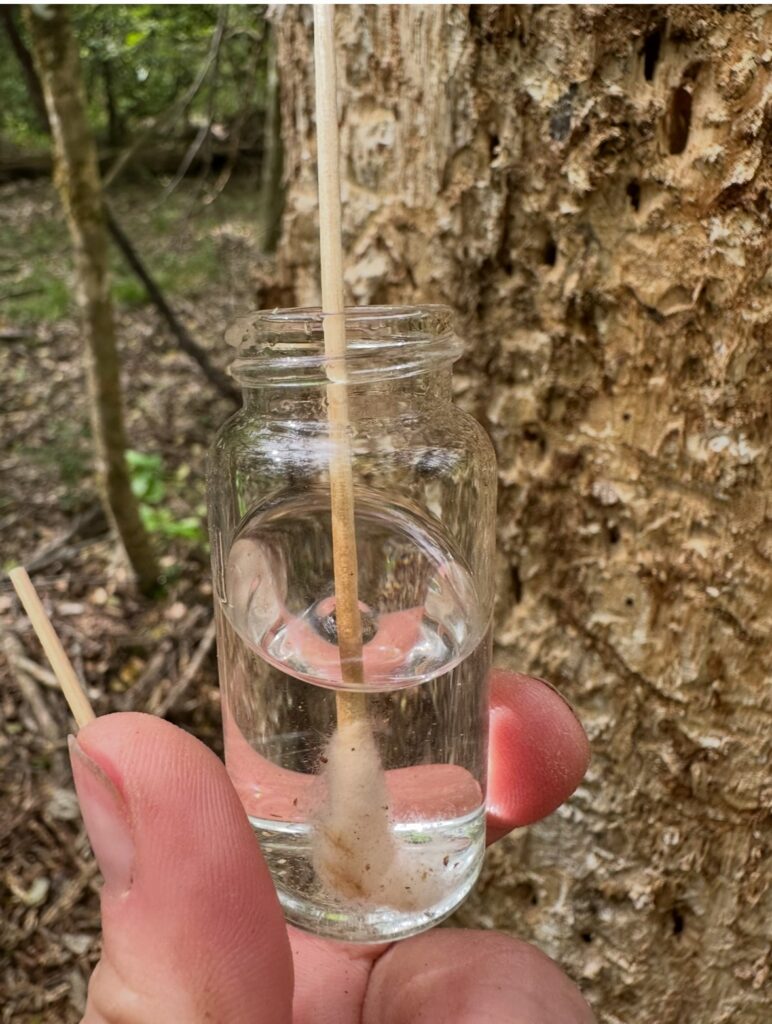 Collecting eDNA