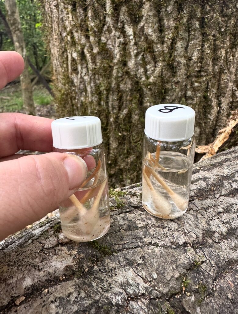 Collecting eDNA