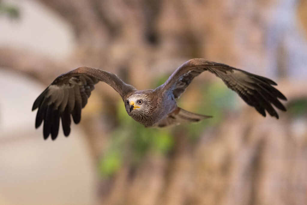 Black Kite in flight