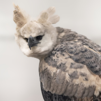 Close up of Dariena with her crest fully out