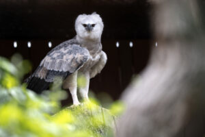 Dariena in perched high in a tree with foliage around her