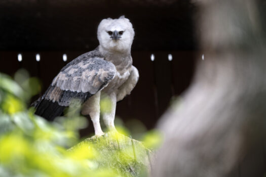 Dariena in perched high in a tree with foliage around her