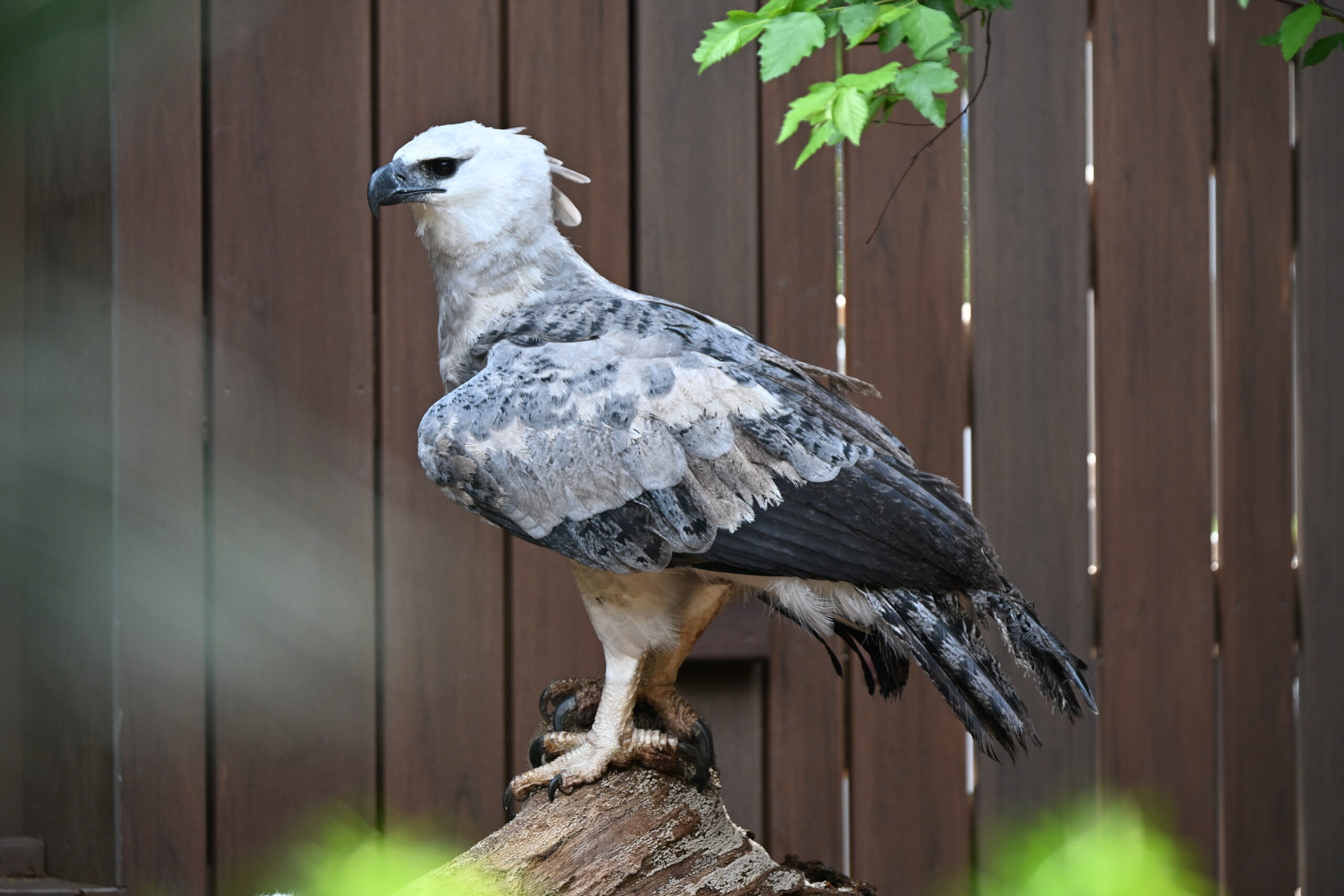 Harpy Eagle on a branch