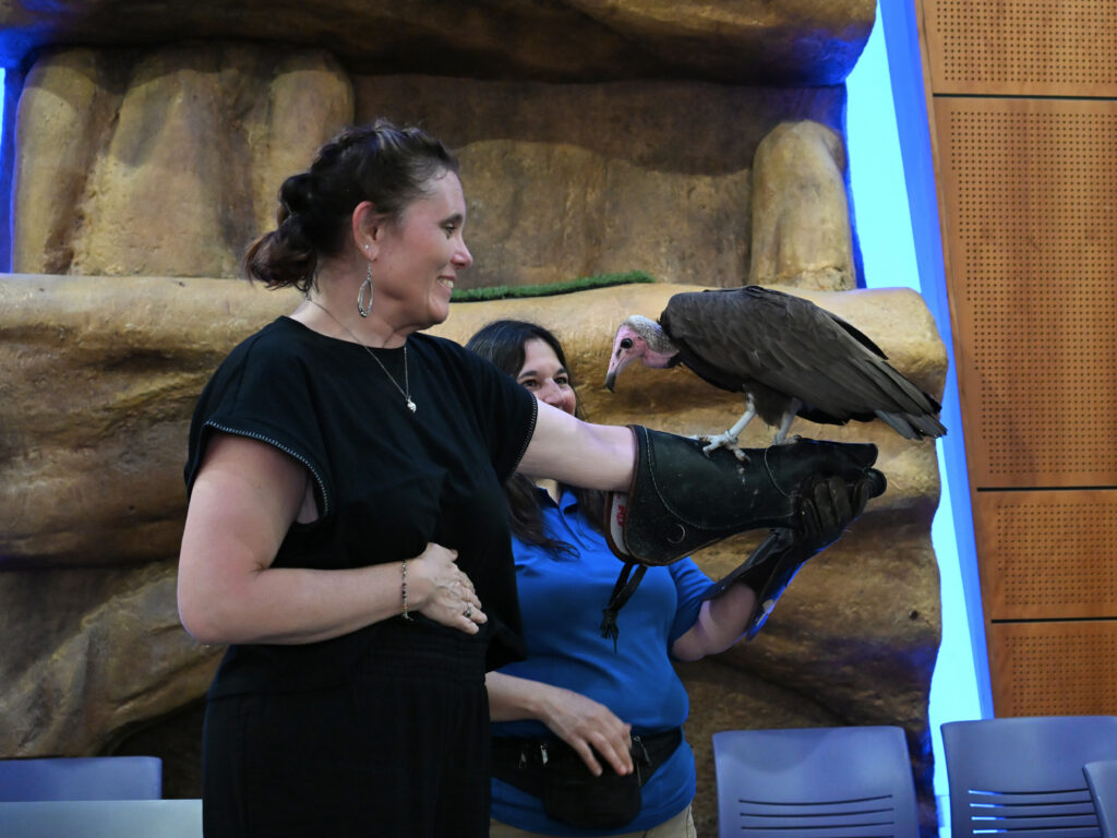 Hooded Vulture landing on the gloved hand of a show participant