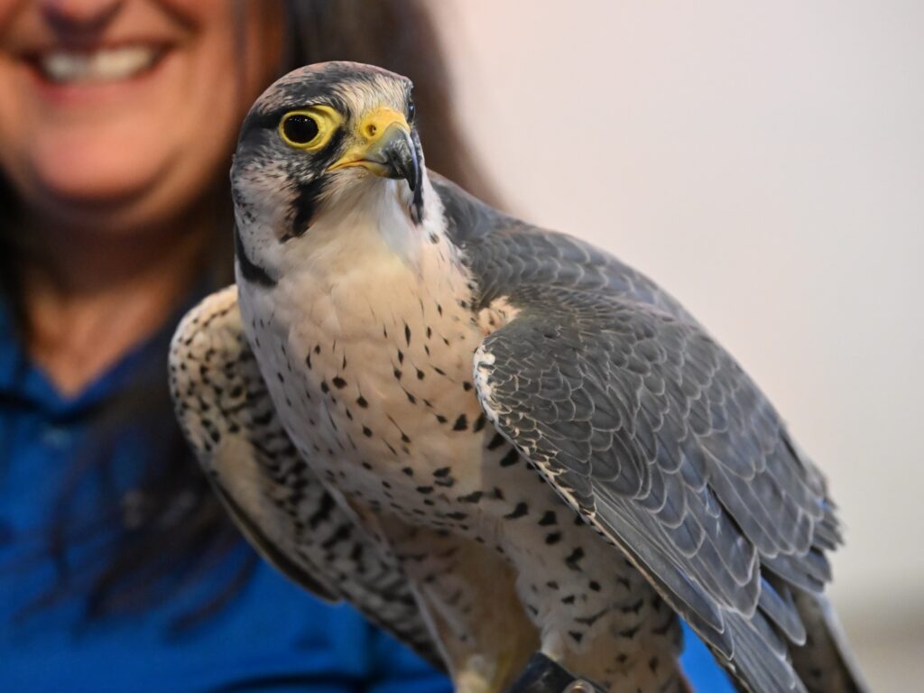 Close up of a Lanner Falcon