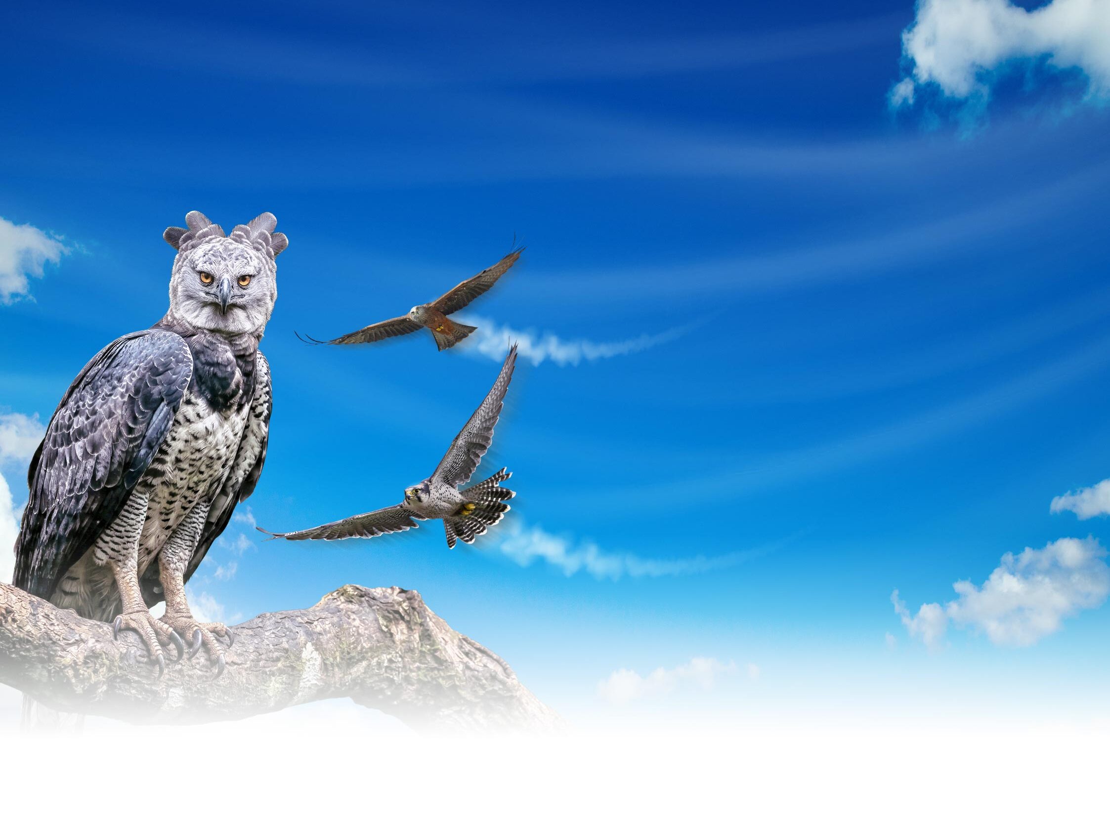 Harpy Eagle, Lanner Falcon, and Black Kite on a blue sky background