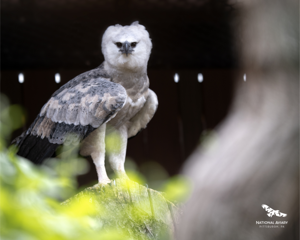 Dariena in perched high in a tree with foliage around her