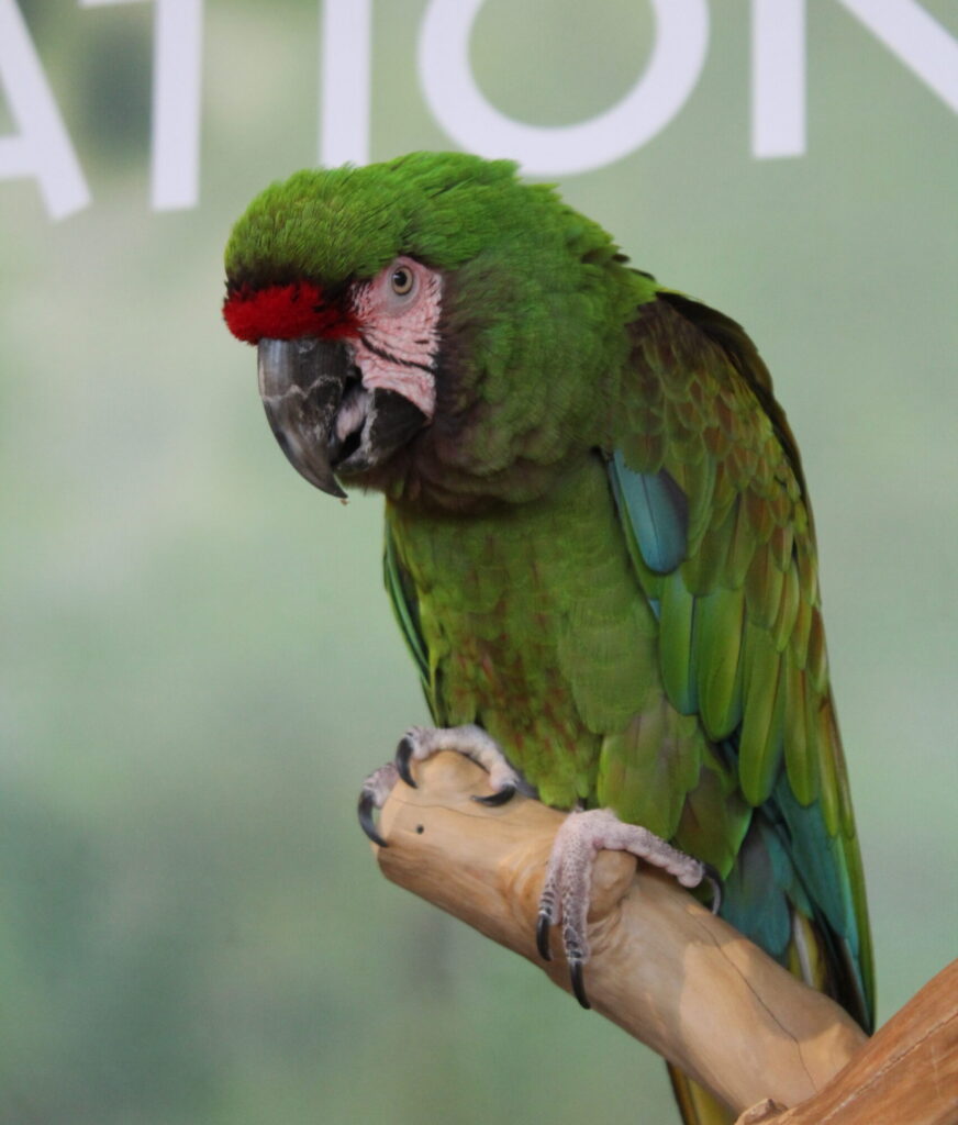 Military Macaw