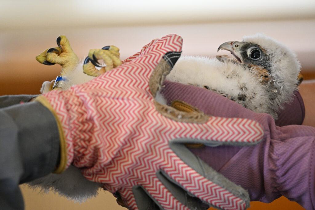 Peregrine Falcon juvenile during health exam