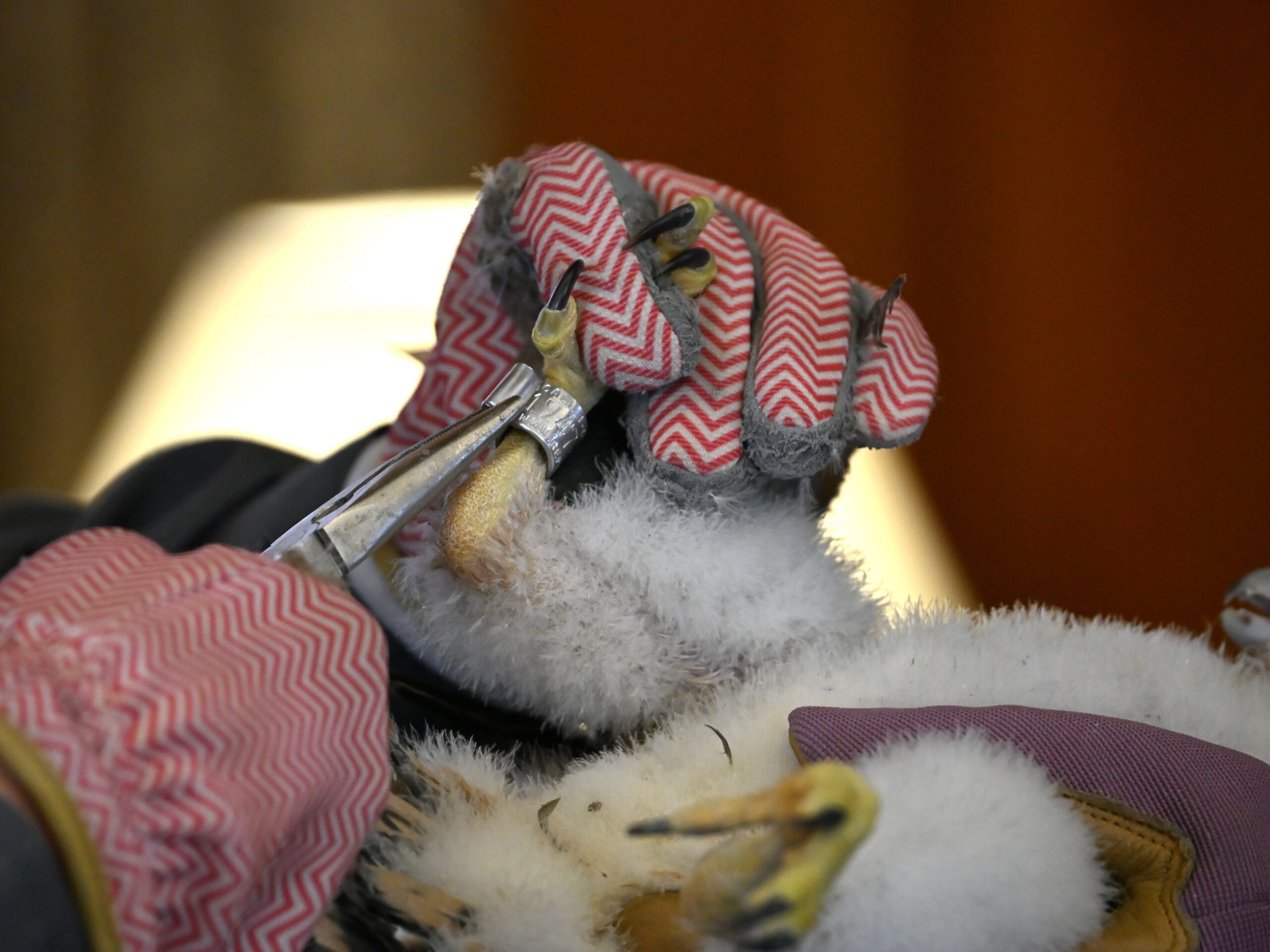 Close up of Patricia putting on the band of one of the chicks