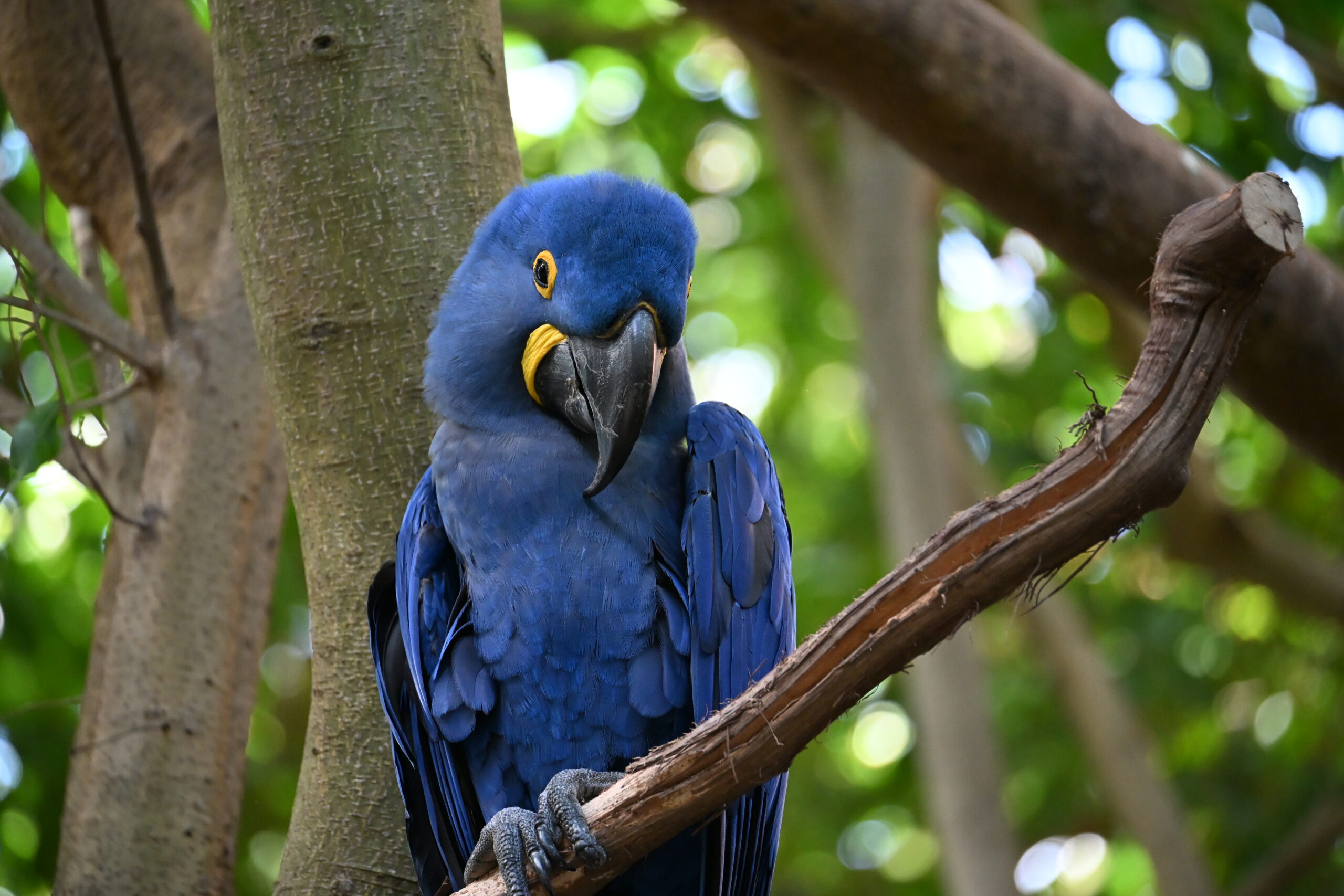 Hyacinth Macaw, Sapphira