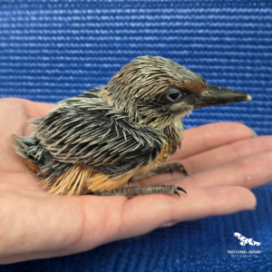 Guam Kingfisher chick!