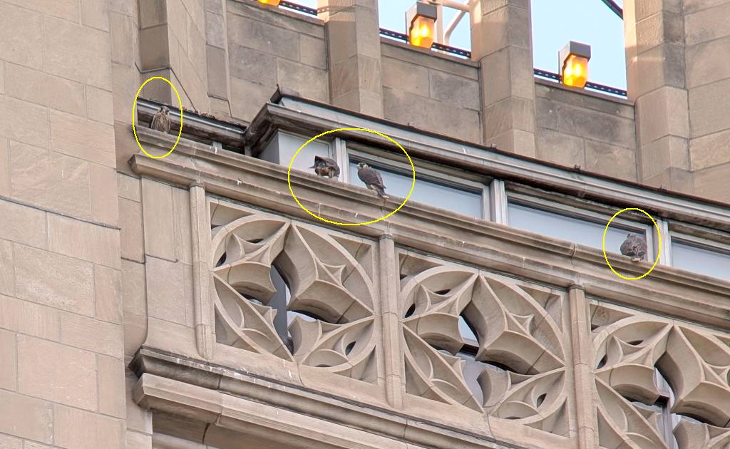 Carla's four juveniles resting on a ledge of the Cathedral of Learning