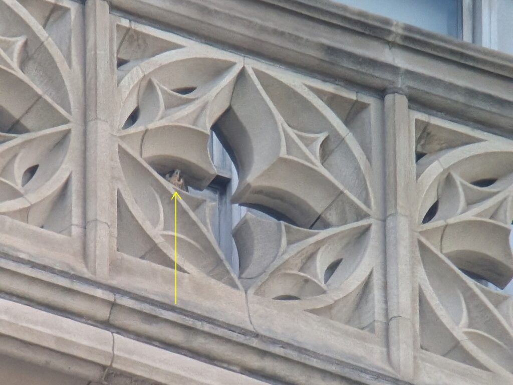Peregrine Falcon Juvenile sitting on the ledge of the Cathedral of Learning