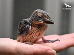 A guam kingfisher chick being held by an Aviary expert