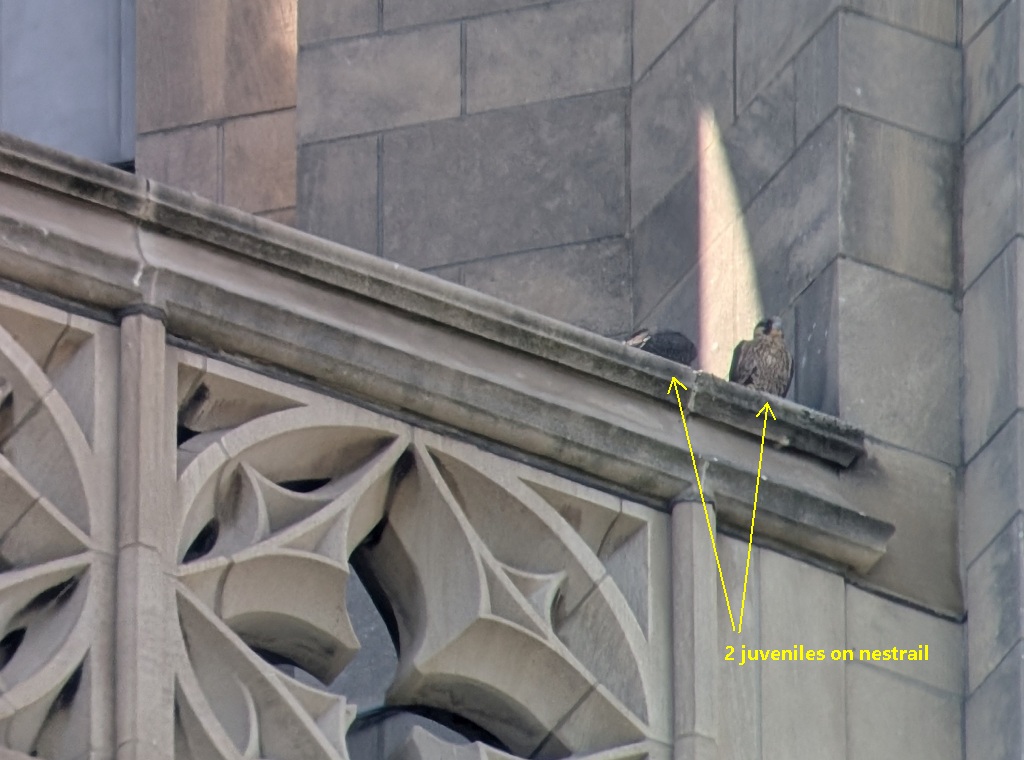 Two Peregrine Falcon Juveniles exploring the edge of the Cathedral of Learning, preparing for their first flight.