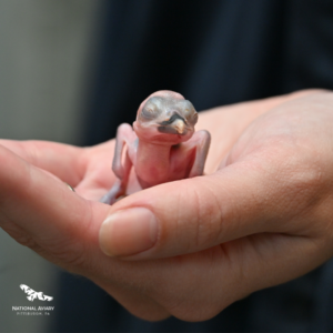 A freshly hatched Guam Kigfisher chick in the hand of an Aviary expert