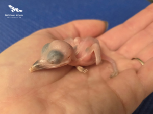 Freshly hatched Guam Kingfisher chick resting in the hand of an Aviary expert
