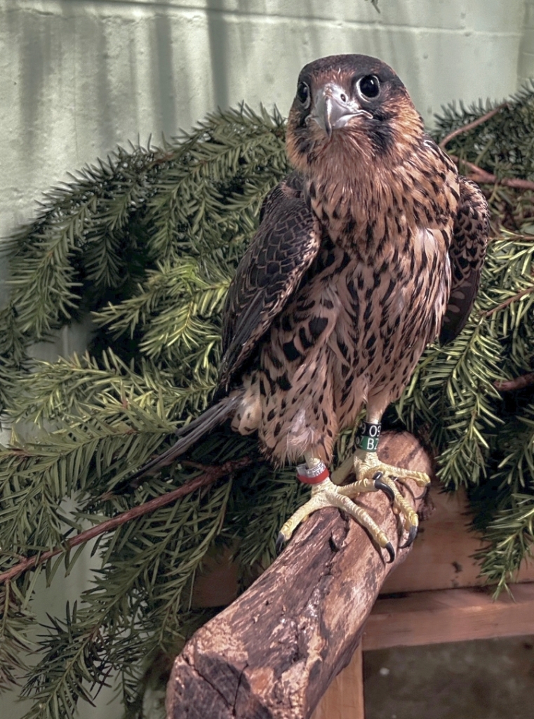 Red perched on a branch while in rehab