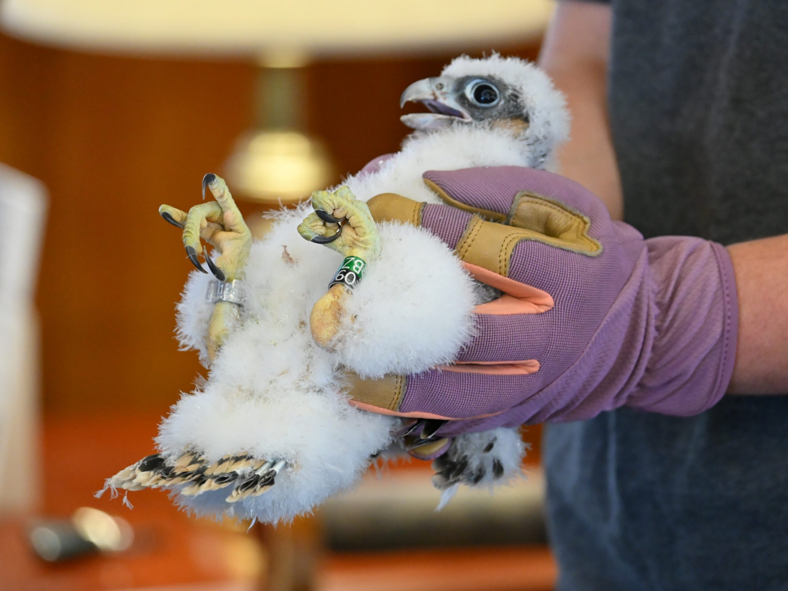 Falcon from Pitt's Cathedral of Learning nest recovering after