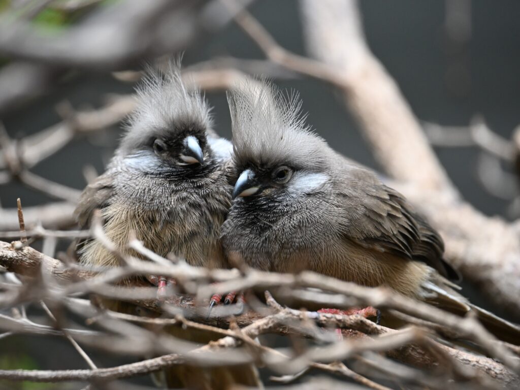 Two Speckled Mousebirds cuddling together in a small nest