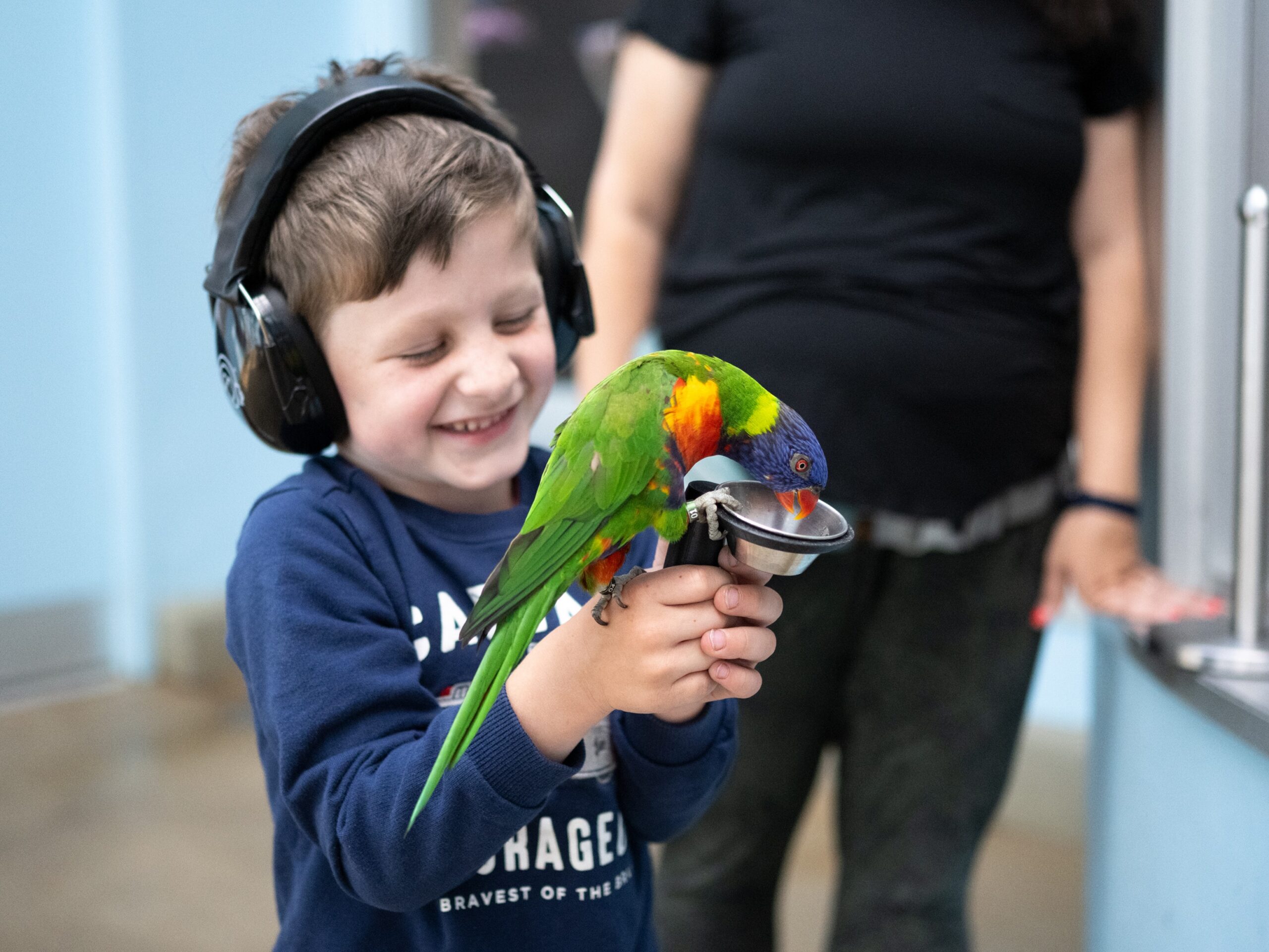 A little child using KultureCity noise cancelling headphones while feeding a Rainbow Lorikeet nectar