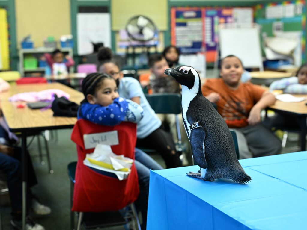 An African Penguin visits an elementary school classroom as part of an outreach