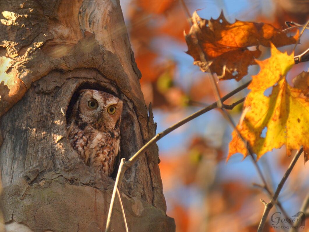 Eastern Screech-Owl in a tree cavity