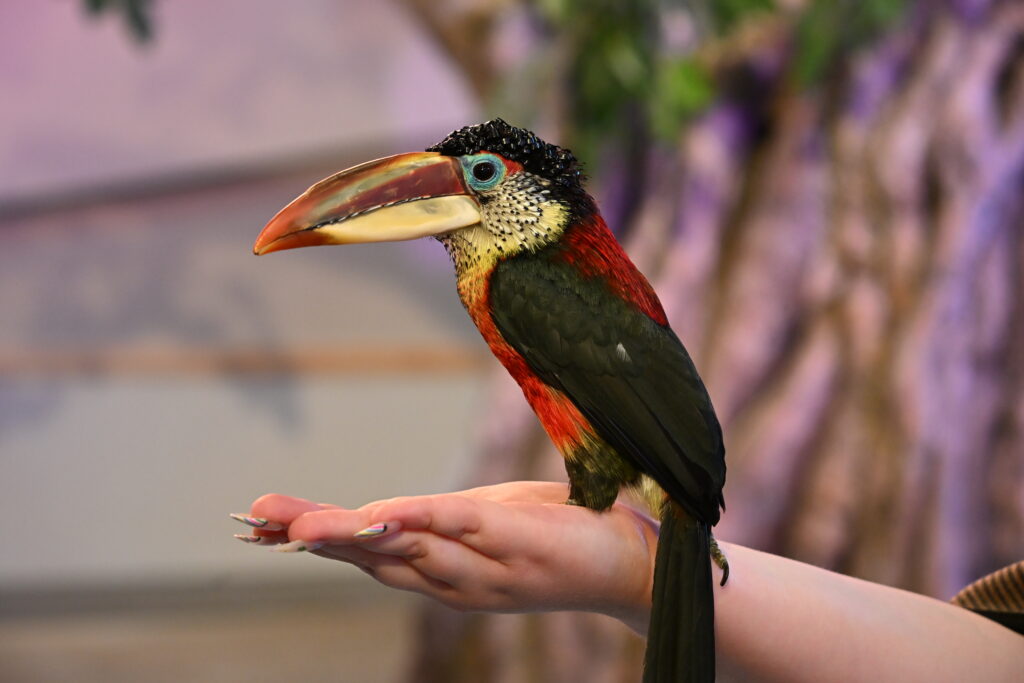Curl-crested Aracari on the hand of a Passport to Parks audience member