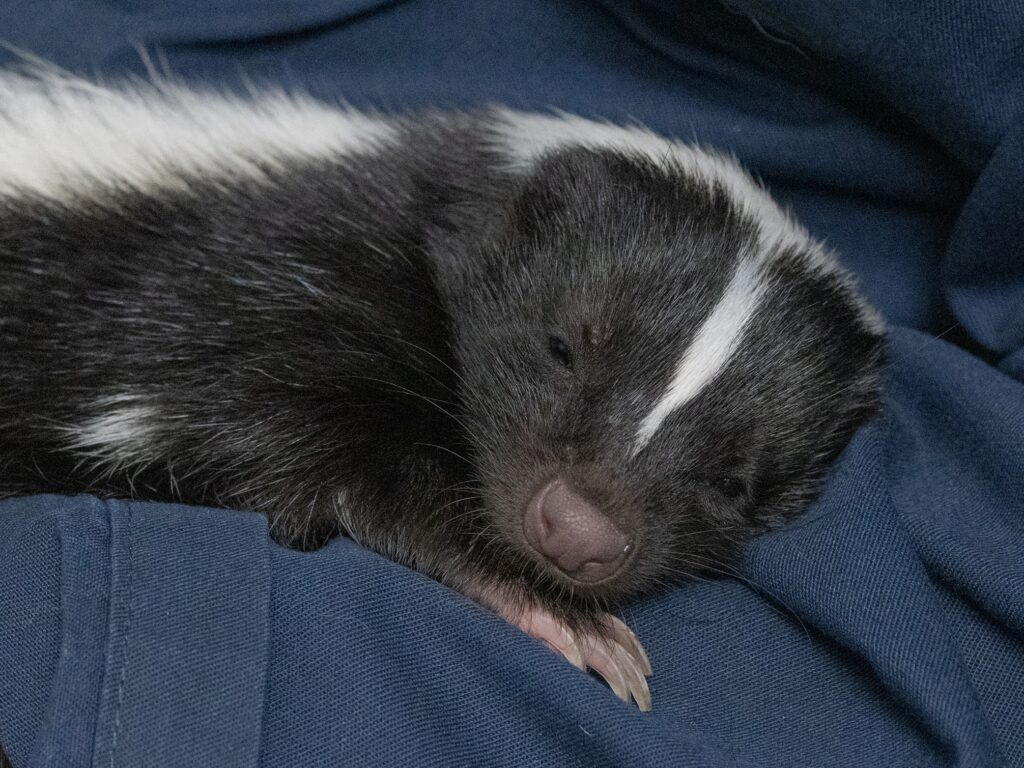 The other skunk sister snoozing in her caretakers lap