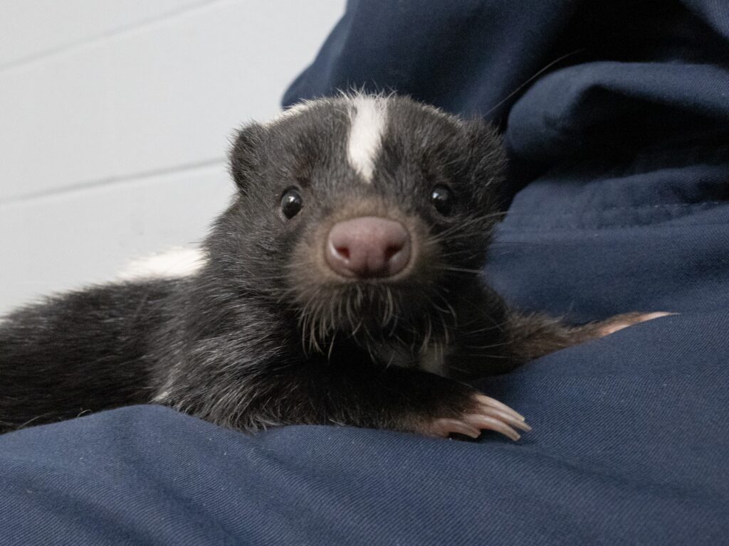 One of the skunk sisters sniffing the camera!
