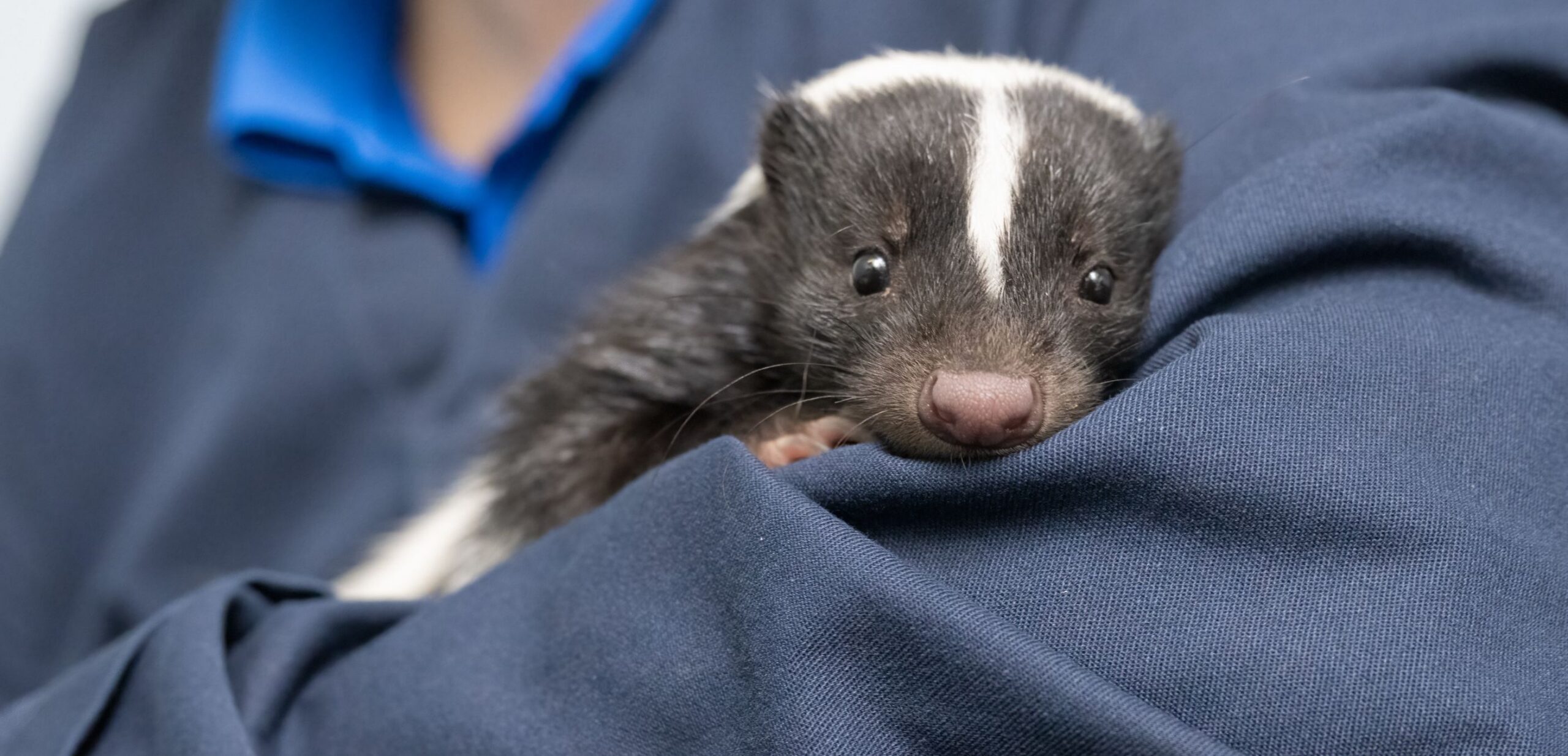 A Striped Skunk resting in the arms of her Aviary caretaker.