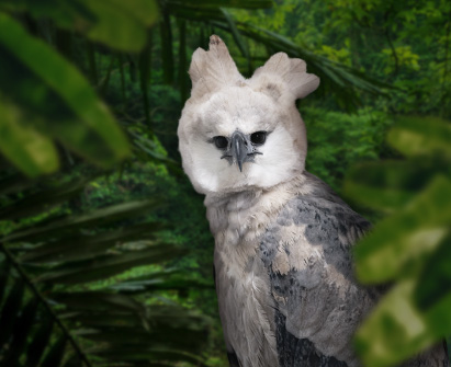 A graphic of a juvenile Harpy Eagle in the midst of the dense foliage of a rainforest