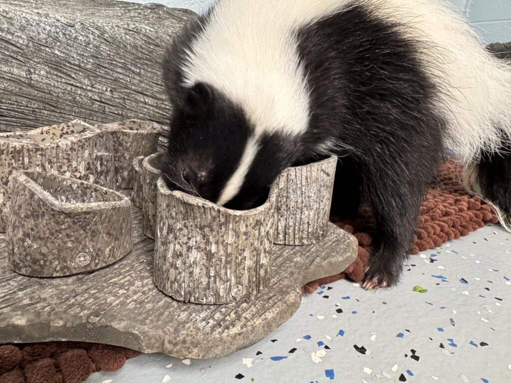 One sister using her keen sense of smell to find a tasty treat