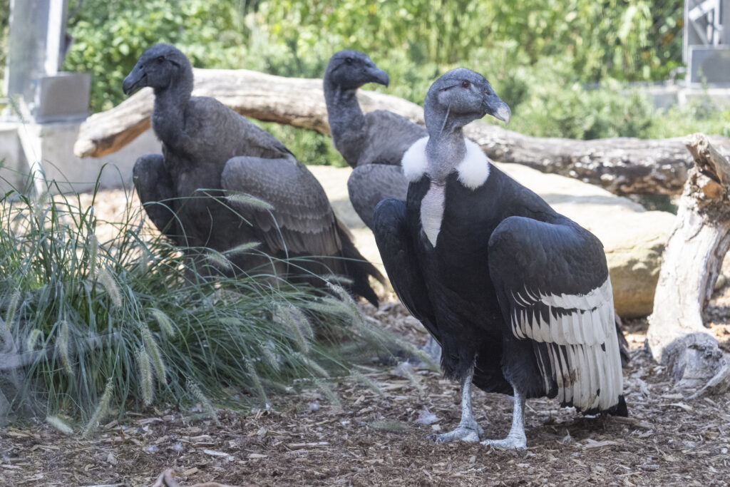 Adult female Andean Condor with two female juveniles