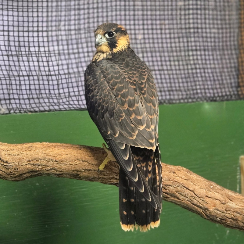 Juvenile Peregrine Falcon resting on a low branch in a wildlife rehab care center