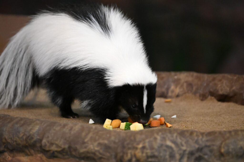 Striped Skunk sister eating veggies and mealworms during the Forest Friends: Expert Talk